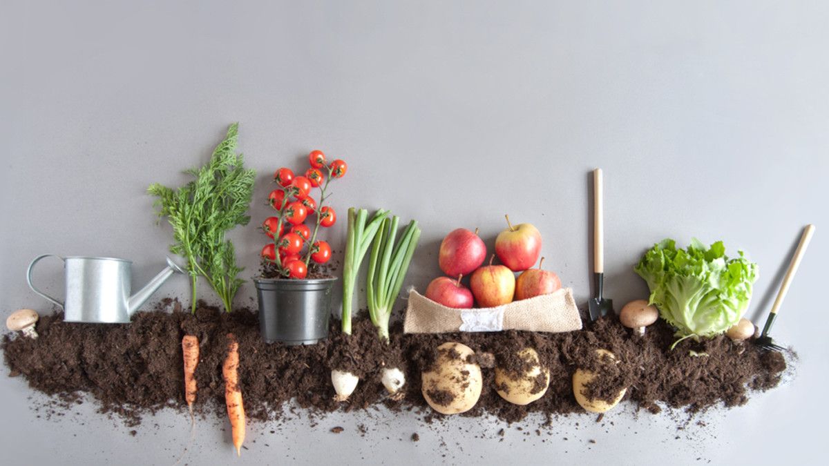 Inilah Beberapa Kelebihan Makanan Organik