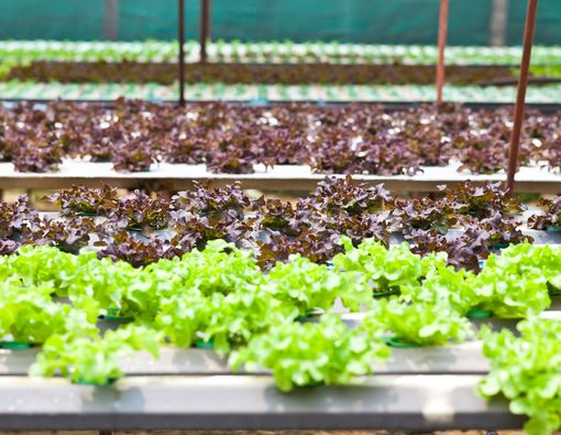 Urban Farming, Gaya Hidup Sehat atau Tren Semata?